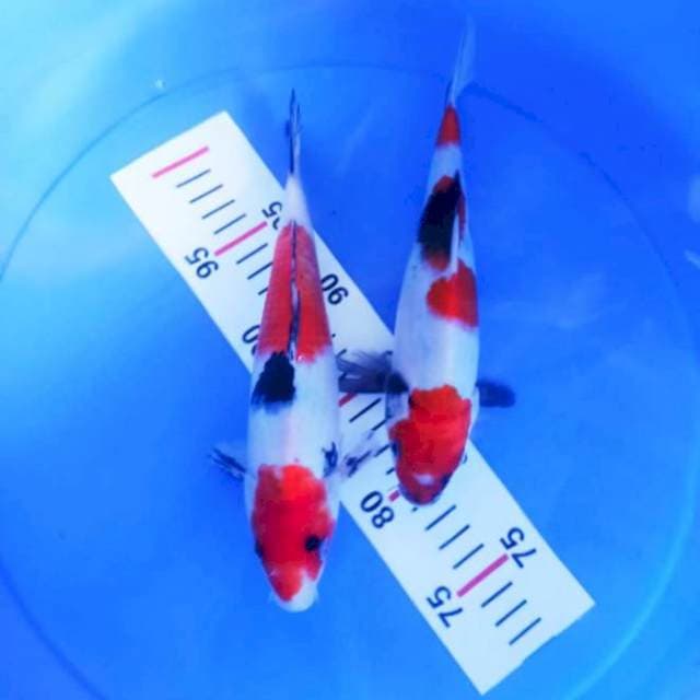 Showa 25-25cm