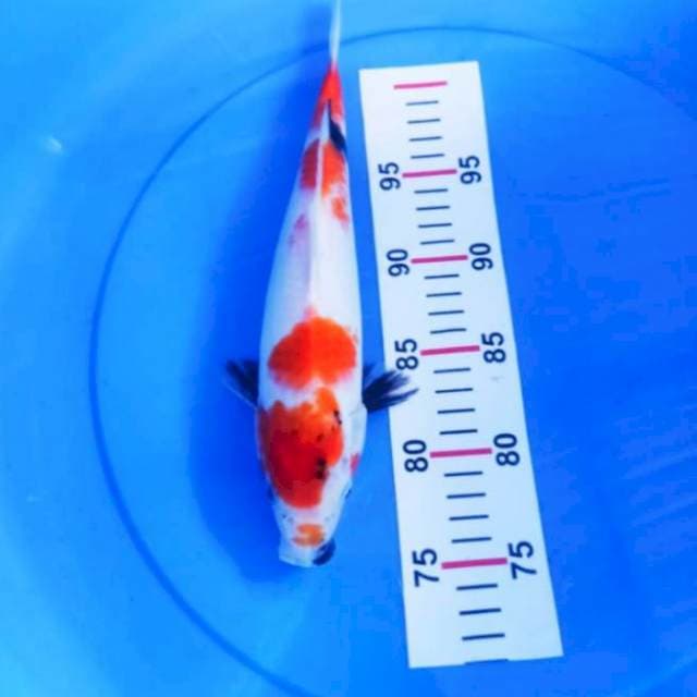 Showa 28cm