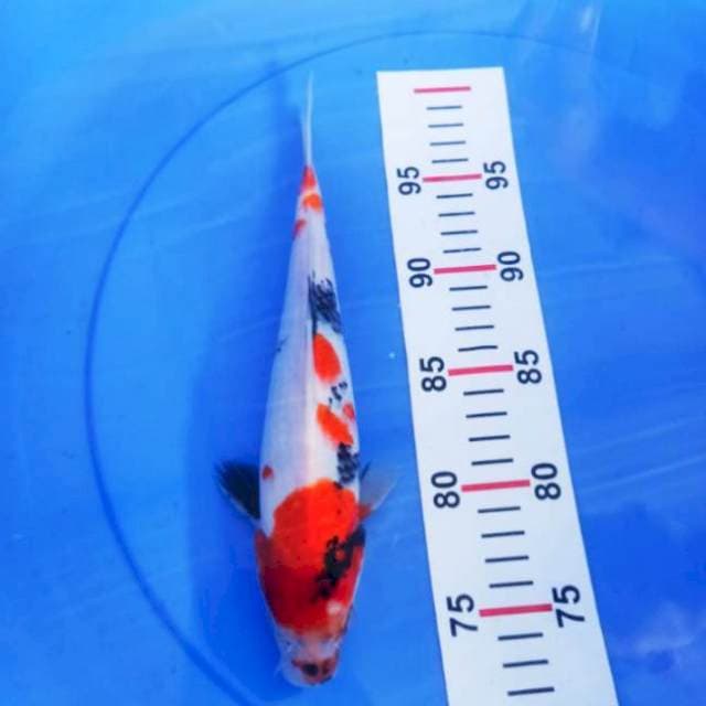 Showa 25cm