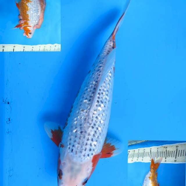 35bu , Super Yuki Asagi