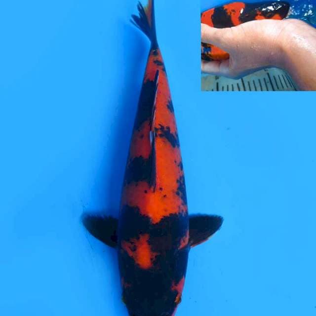 28cm , Hi Utsuri Bulky