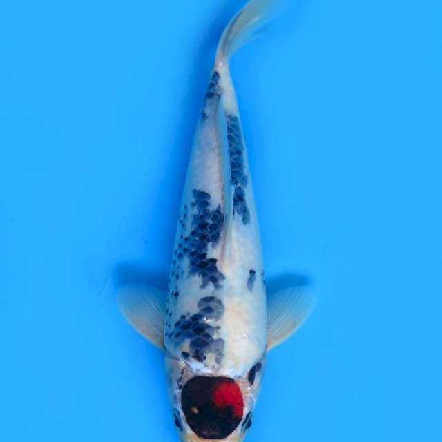 26cm , Tancho Showa
