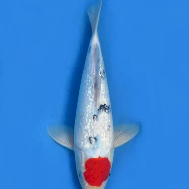 34cm , Tancho Sanke Ginrin 