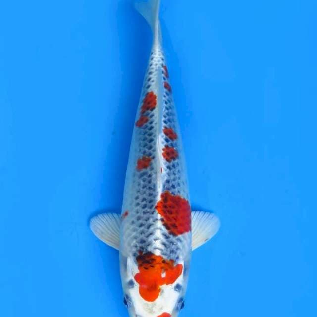 31cm , Sakura Kujaku