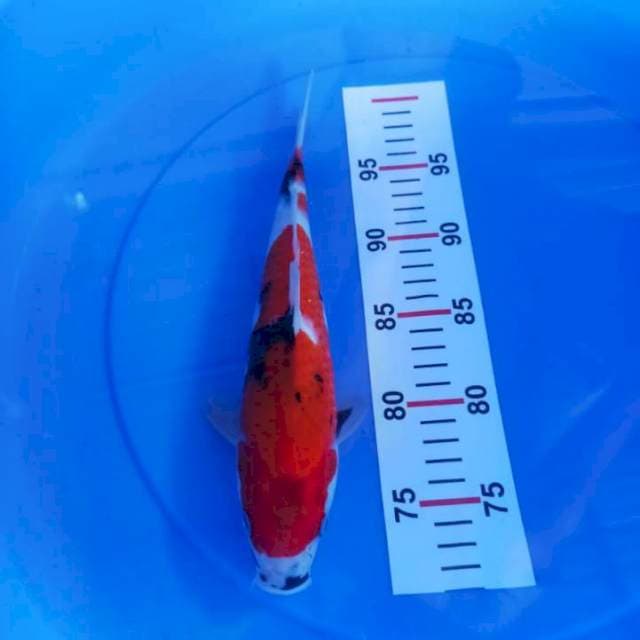 Showa 28cm