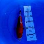Showa 28cm
