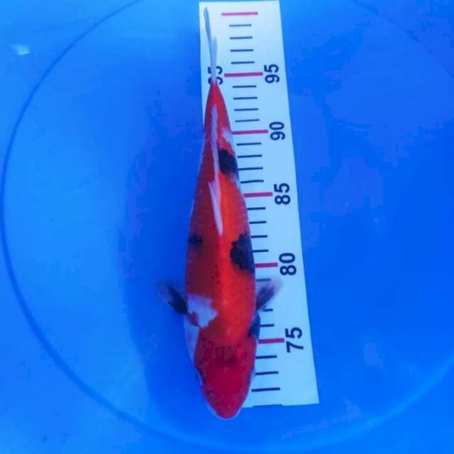 Showa 28cm