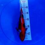 Showa 28cm