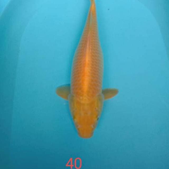 Karasi