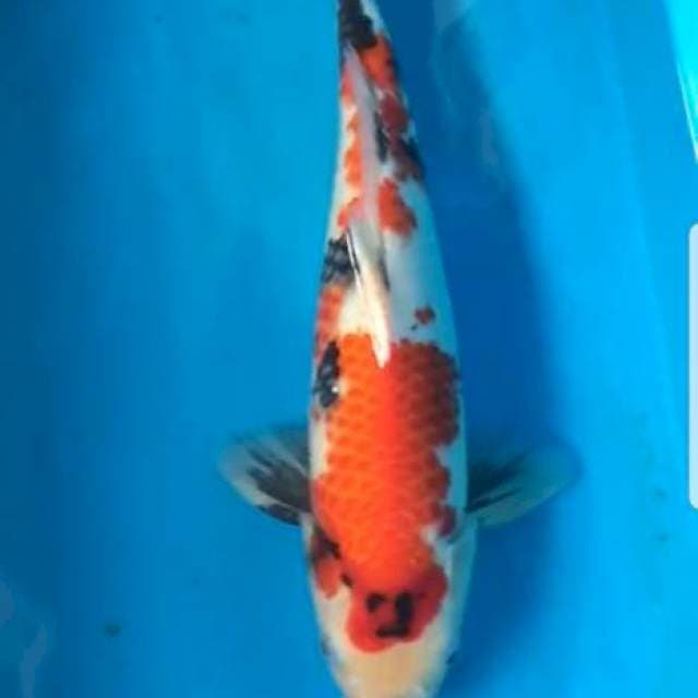 Showa 40 cm
