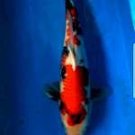 Showa 40 cm
