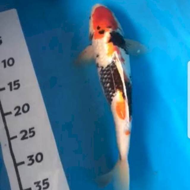 Showa 35cm