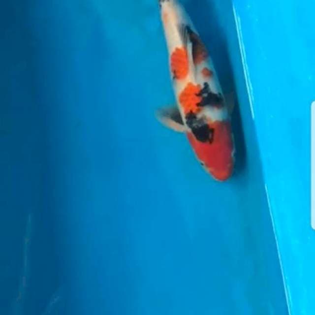 Showa 40cm