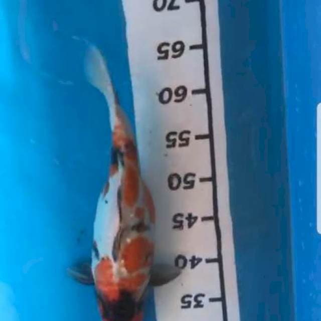 Showa 35 cm