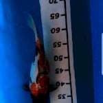 Showa 35 cm
