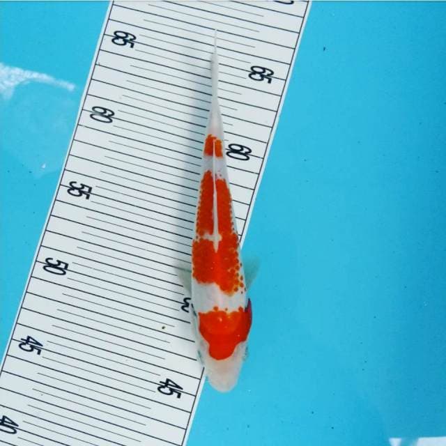 Kohaku kanoko