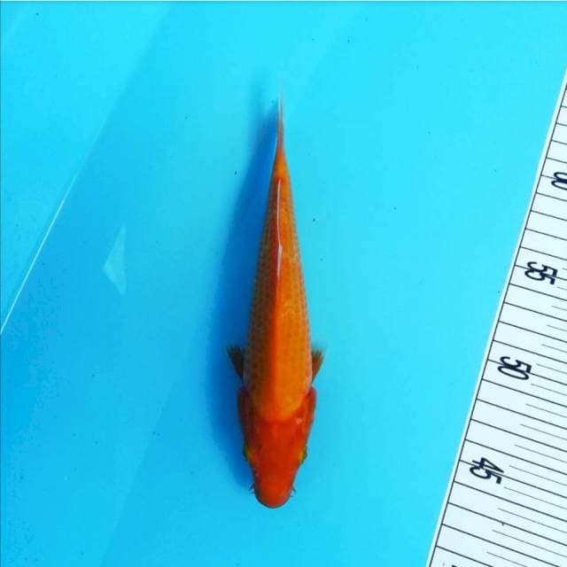 Kohaku