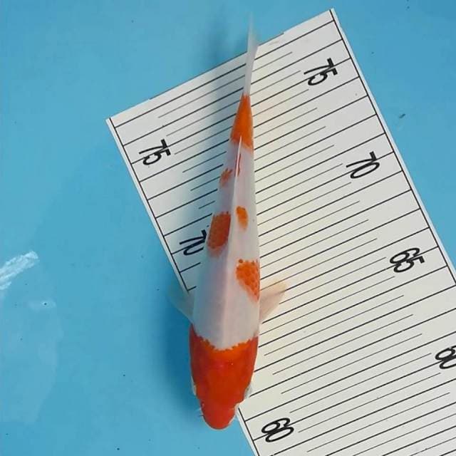 Kohaku