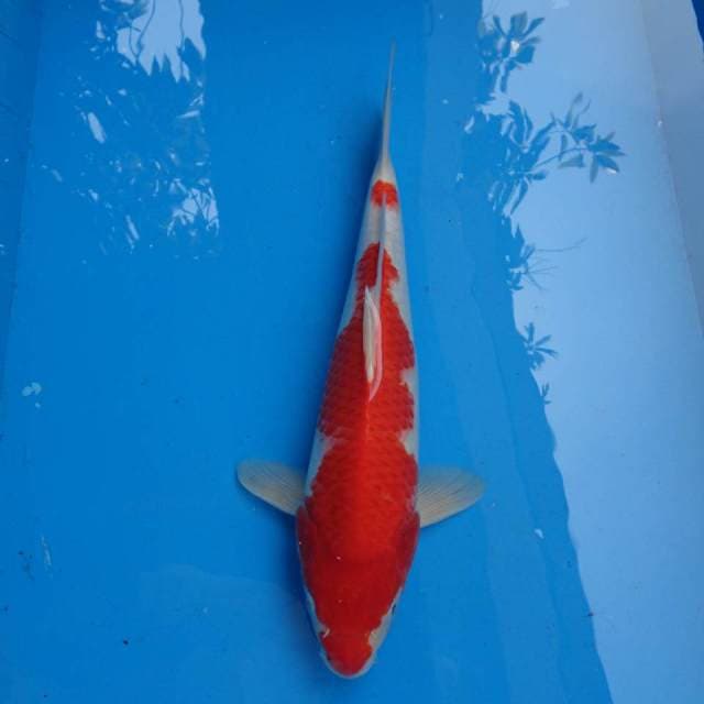 Hanatsuki Kohaku F1