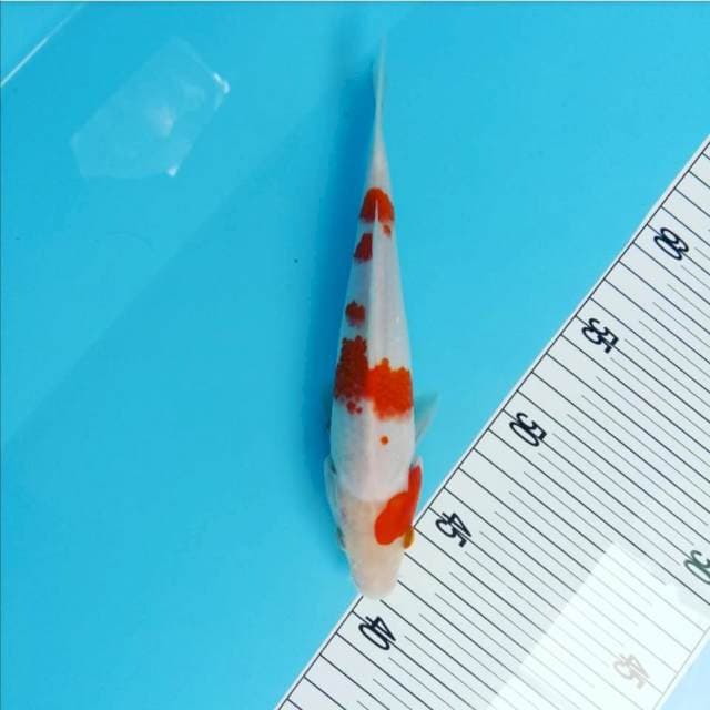 Kohaku