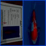 Kohaku Saito 25bu 🇯🇵