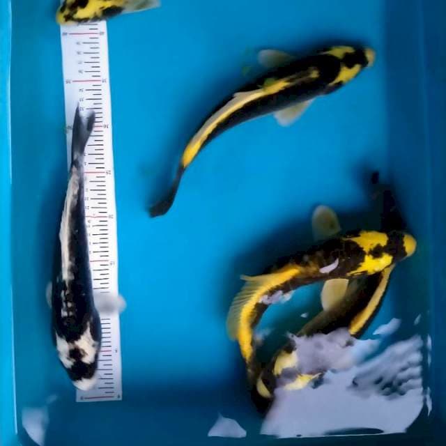Serap kabuto size 30cm 5ekor