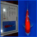 Kohaku Saito 35bu 🇯🇵
