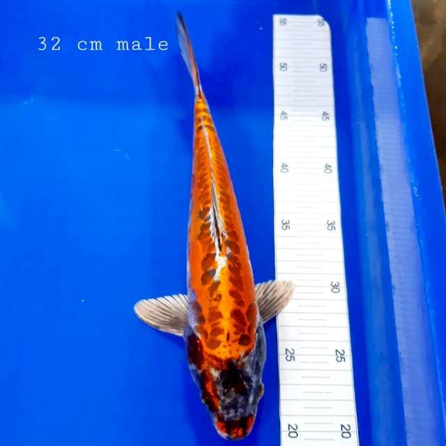 Kawarimono 32 cm male