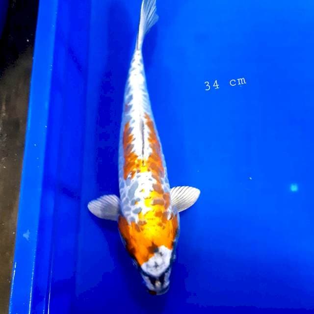 Kikko 34 cm