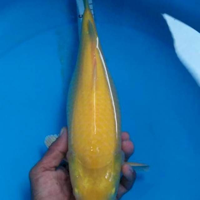 Karasi munuk