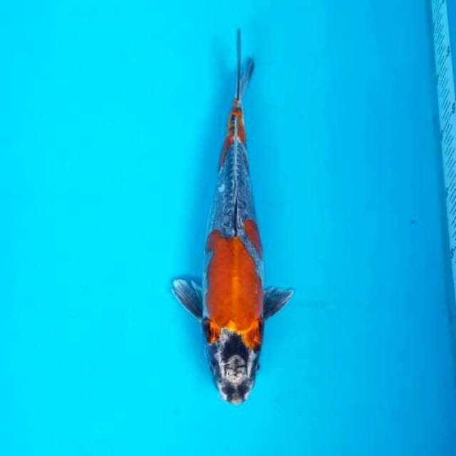 KIKOKURYU 30 CM MALE
