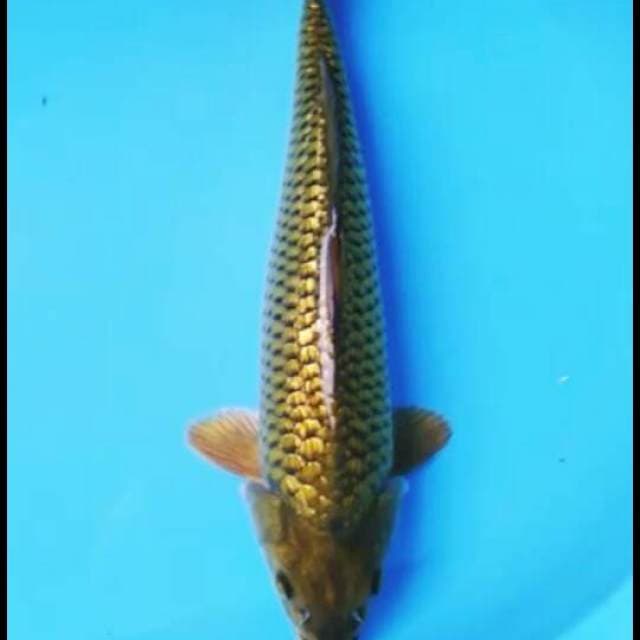 midori gindrin 35cm