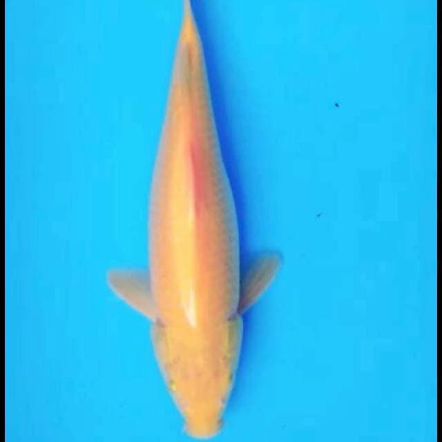 Karasi 37cm