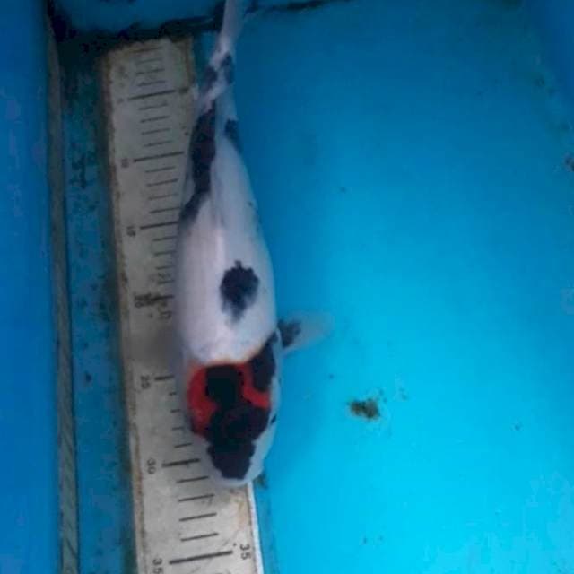 Tanchooo showa 32 cm