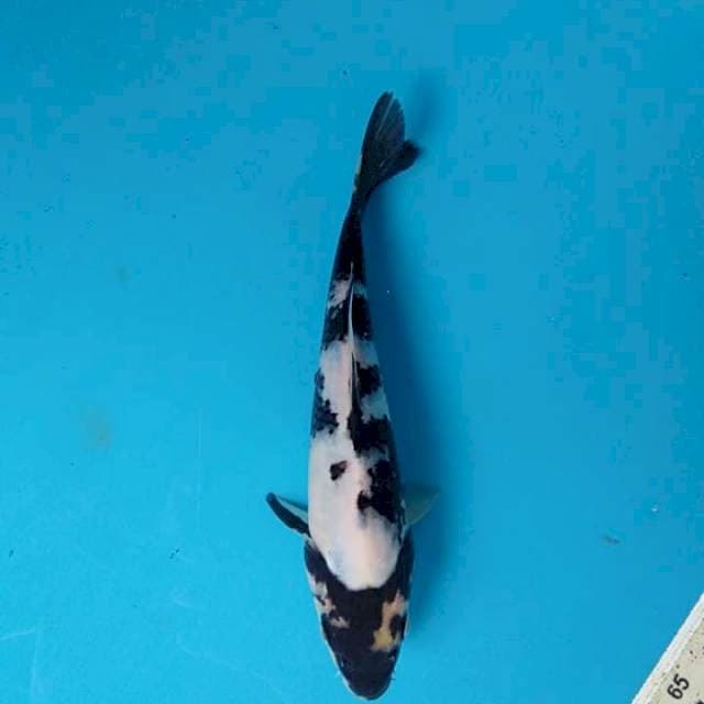 Shiro 20cm