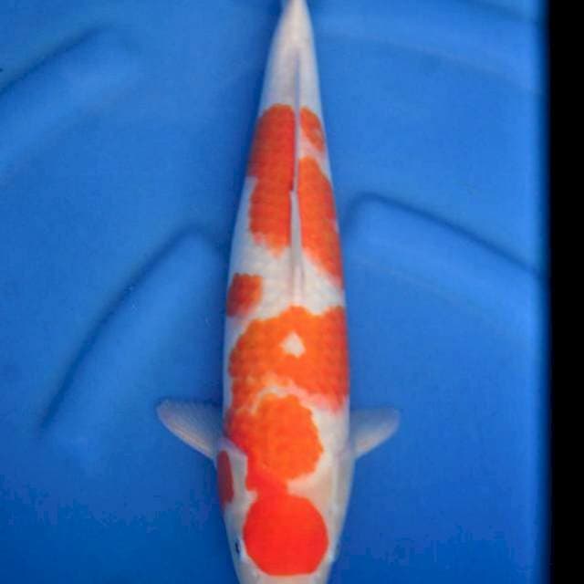 Kohaku body joss