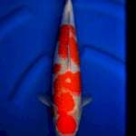 Kohaku body joss