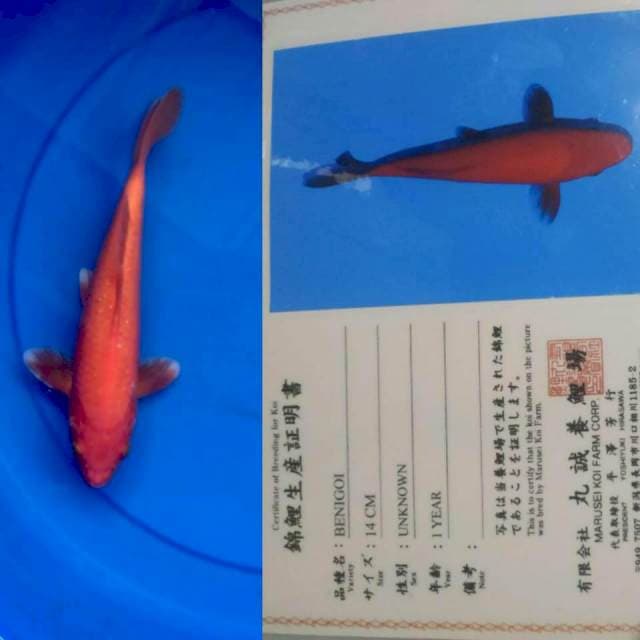 Benigoi Ginrin 25bu Marusei Koifarm