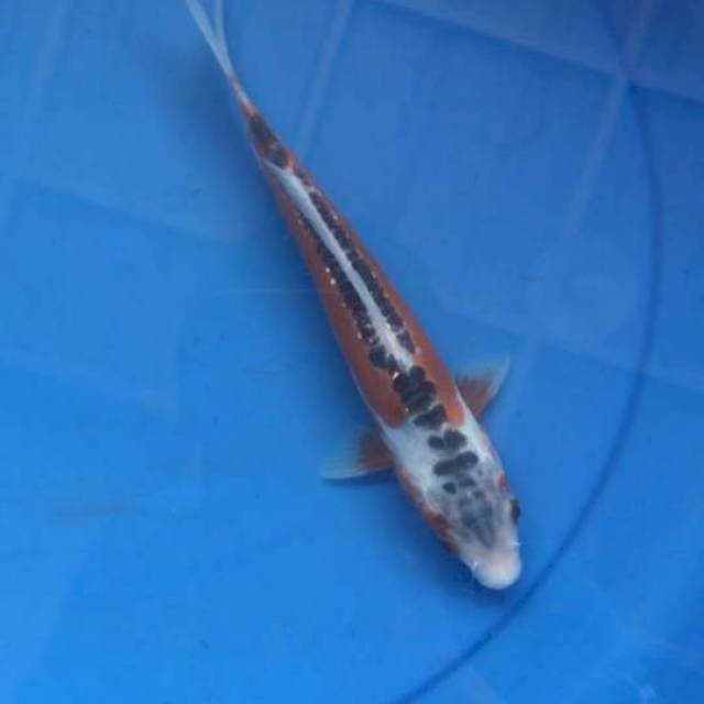 Shusui F1 25bu