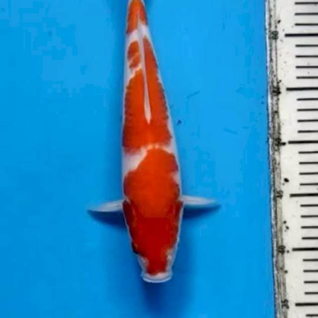 Kohaku 35bu