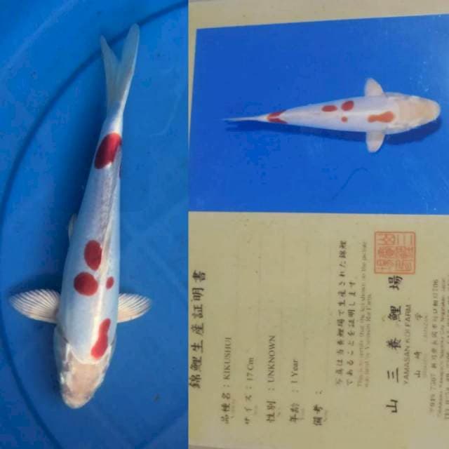 Ki Kushui 25Bu Yamasan Koi Farm