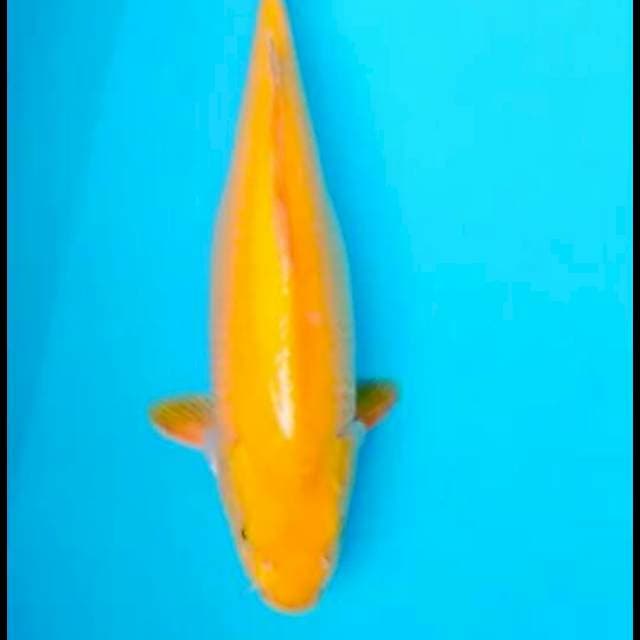 Karasi 35cm