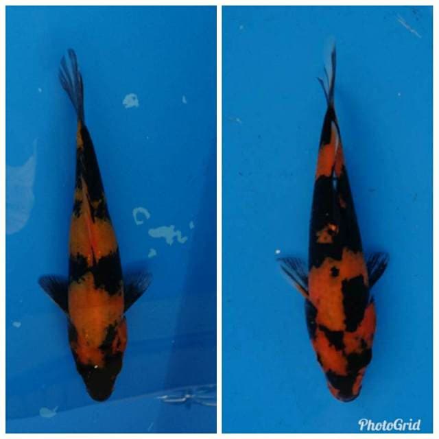 Duo Hi Utsuri 