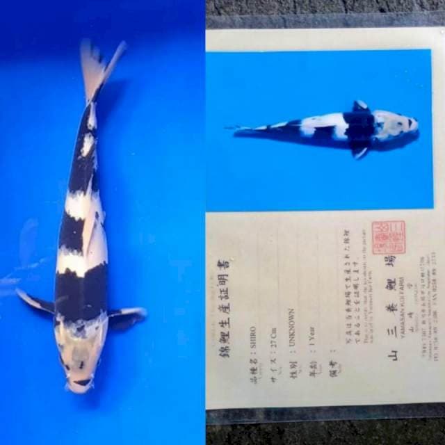Shiro 30cm Yamasan Koi Farm
