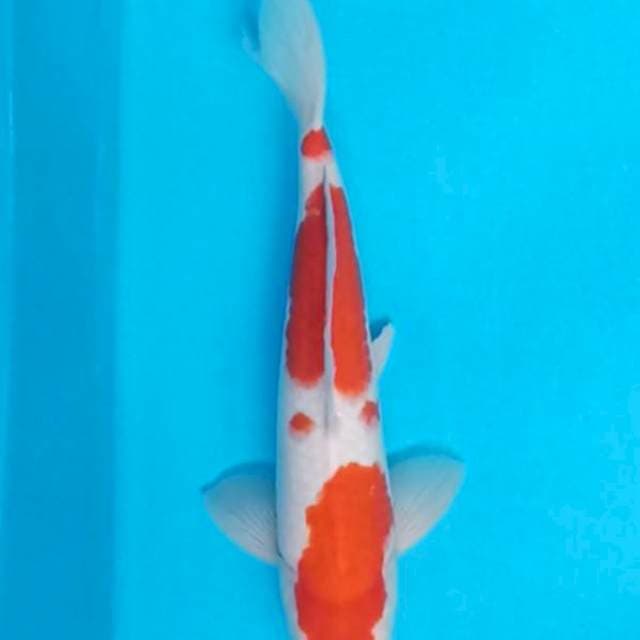 KOHAKU F1 PUTIH SALJU MALE