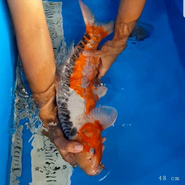 Hana shusui f1 50 bu