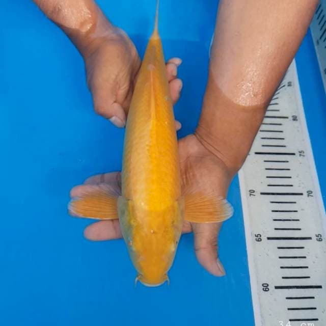 Karasi mata merah 34 cm