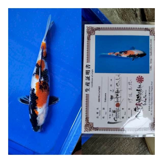 Showa isa koi farm