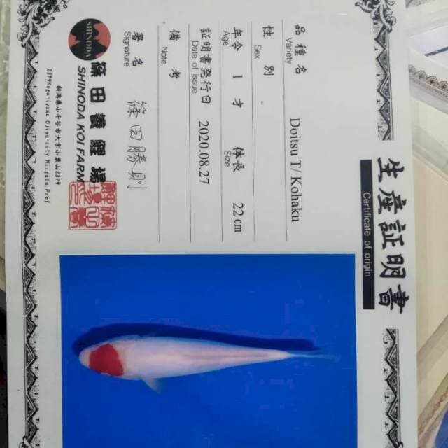 T kohaku doitsu shinoda