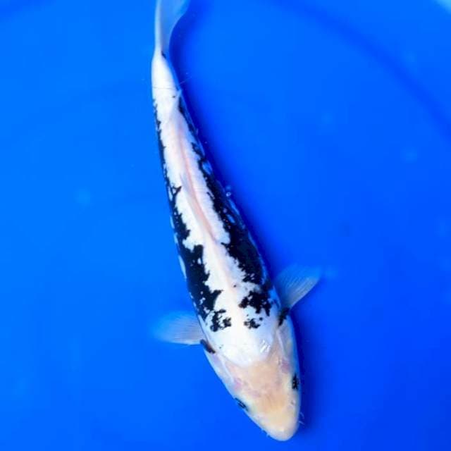 Kumonriyu size 27cm
